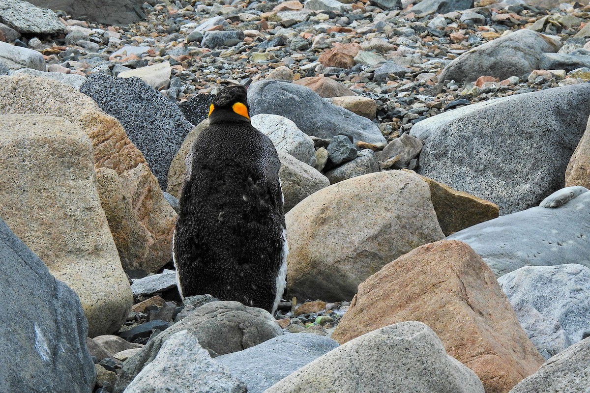 King Penguin - ML652762085