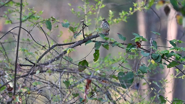 Paruline hochequeue - ML652762093