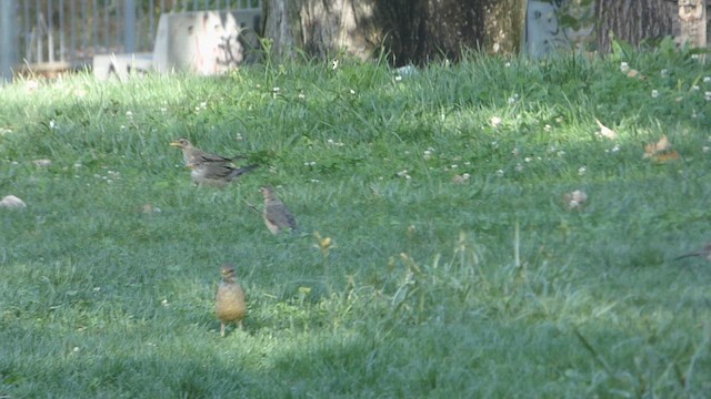 Merle austral - ML652762103