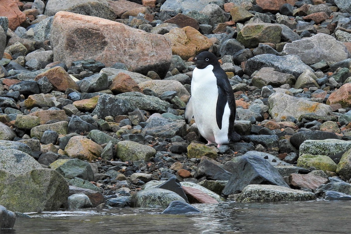 Adelie Penguin - ML652762118