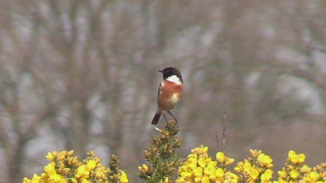 Tarier pâtre - ML652762195