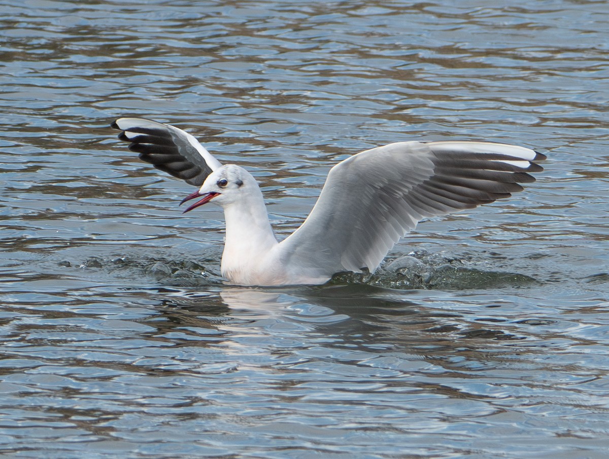 Mouette rieuse - ML652762218