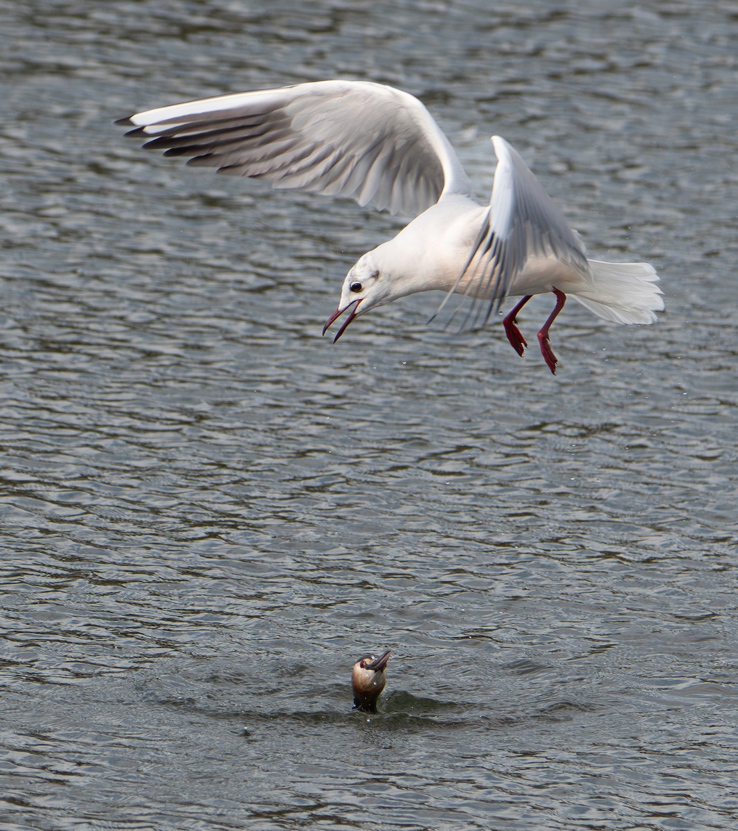 Mouette rieuse - ML652762229
