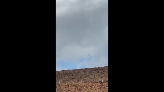 Autour des palombes - ML652762234