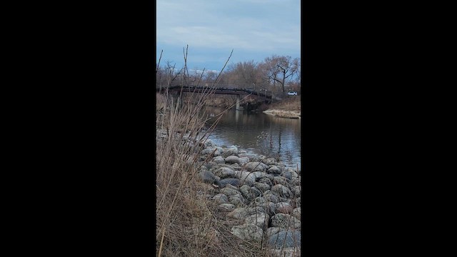 Bruant chanteur - ML652762242