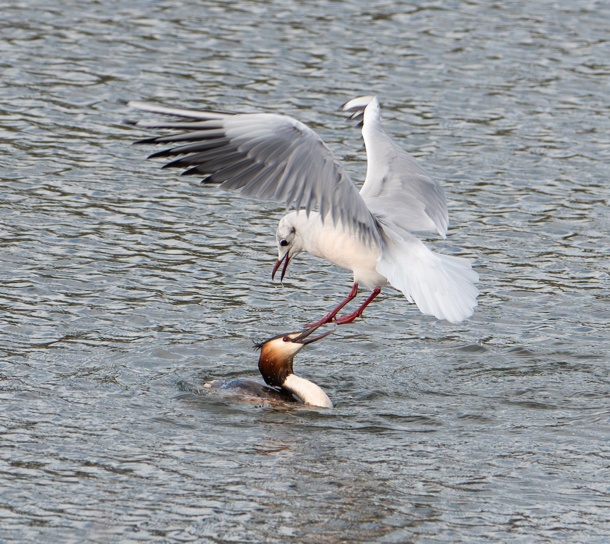 Mouette rieuse - ML652762250