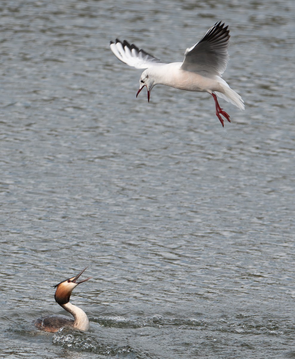 Mouette rieuse - ML652762269