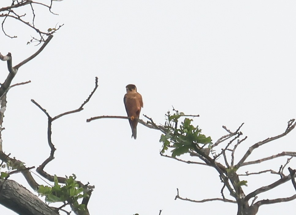 ostříž africký - ML652762271