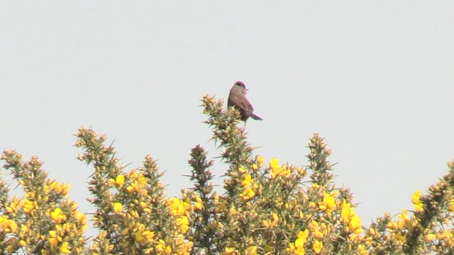 Fauvette pitchou - ML652762276