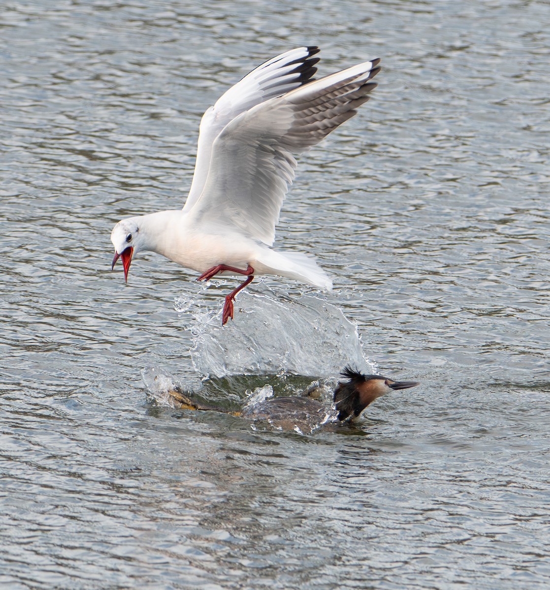 Mouette rieuse - ML652762278