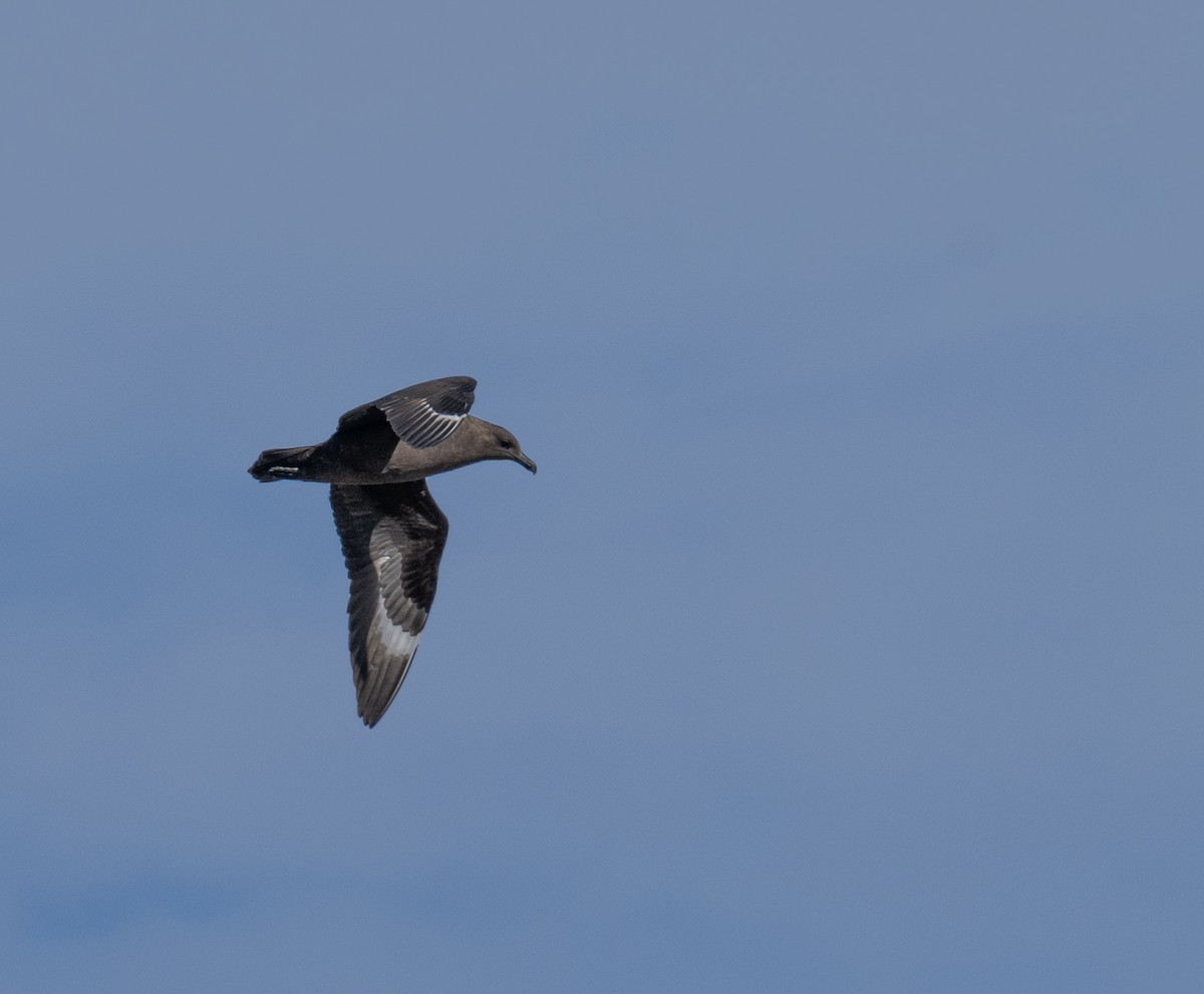 Marikaka antartikoa - ML652762300