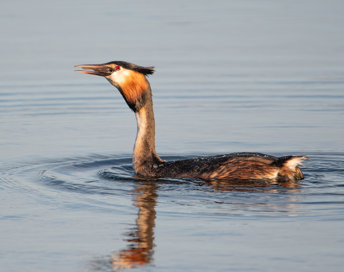 Grèbe huppé - ML652762346