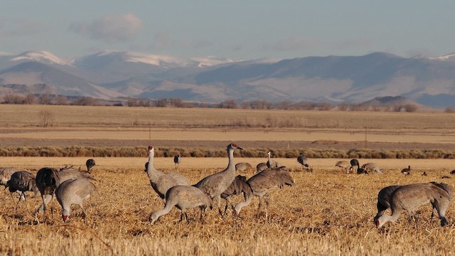 Grue du Canada - ML652762348
