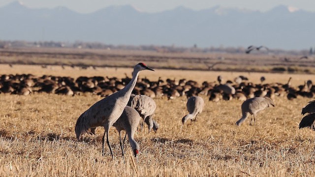 Grue du Canada - ML652762349