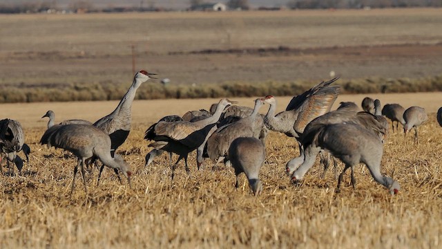 Grue du Canada - ML652762353