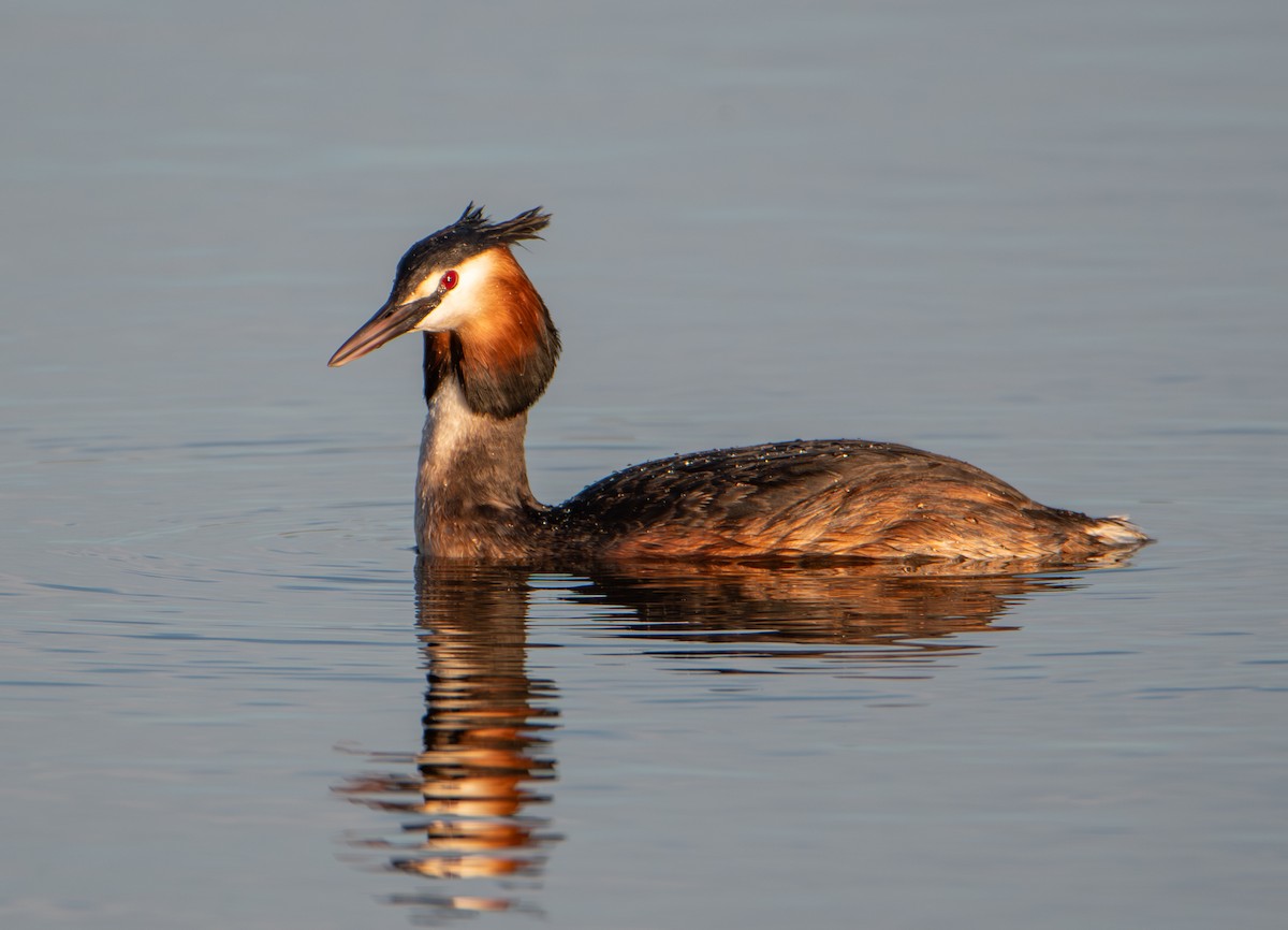 Grèbe huppé - ML652762359