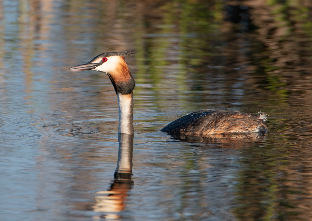 Grèbe huppé - ML652762367