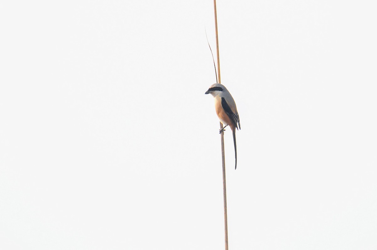 Long-tailed Shrike - ML652762380