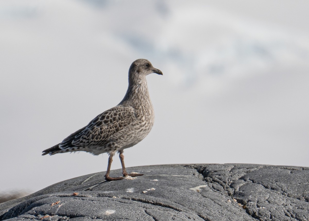 Kaio domingotarra - ML652762394