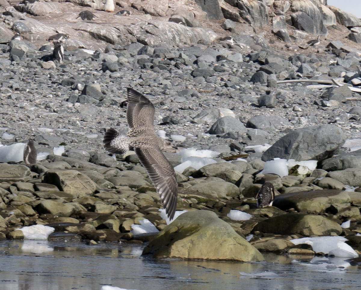 Kaio domingotarra - ML652762395