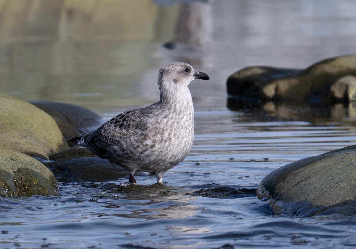 Kaio domingotarra - ML652762396