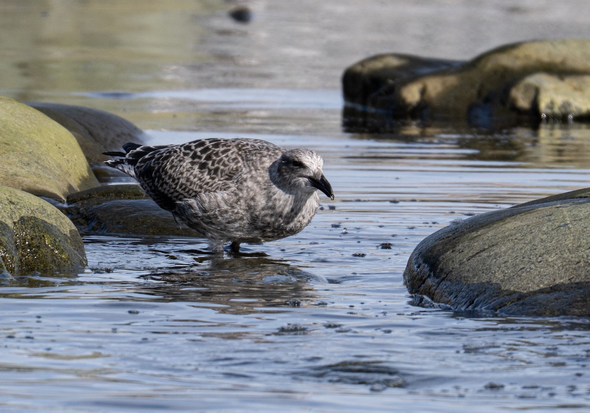 Kaio domingotarra - ML652762397