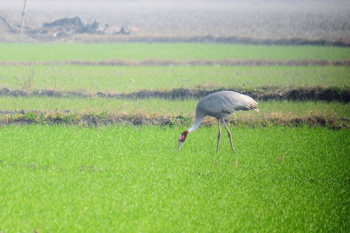 Sarus Crane - ML652762401