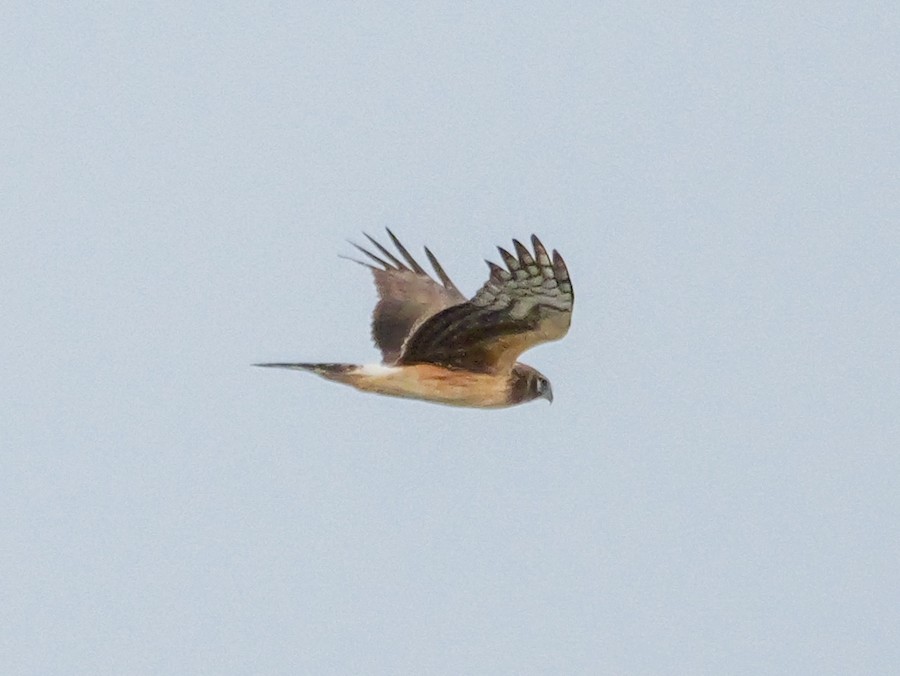 Northern Harrier - Roger Horn