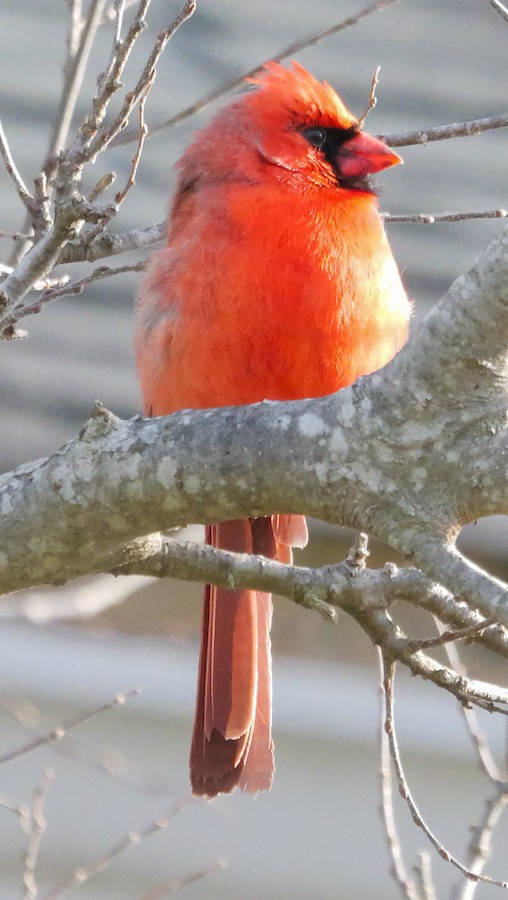 Northern Cardinal - Roger Horn