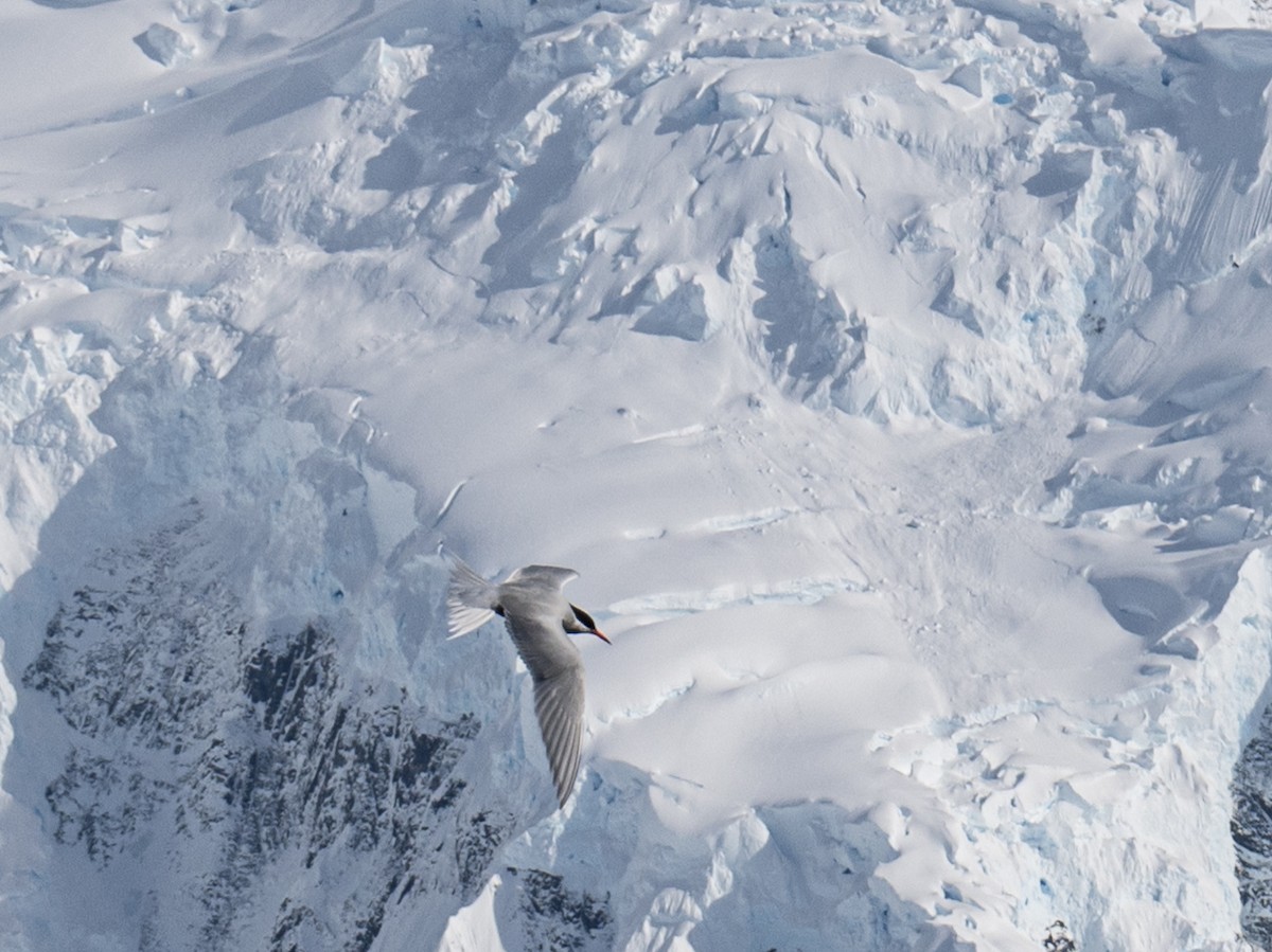 Antarctic Tern - ML652762432