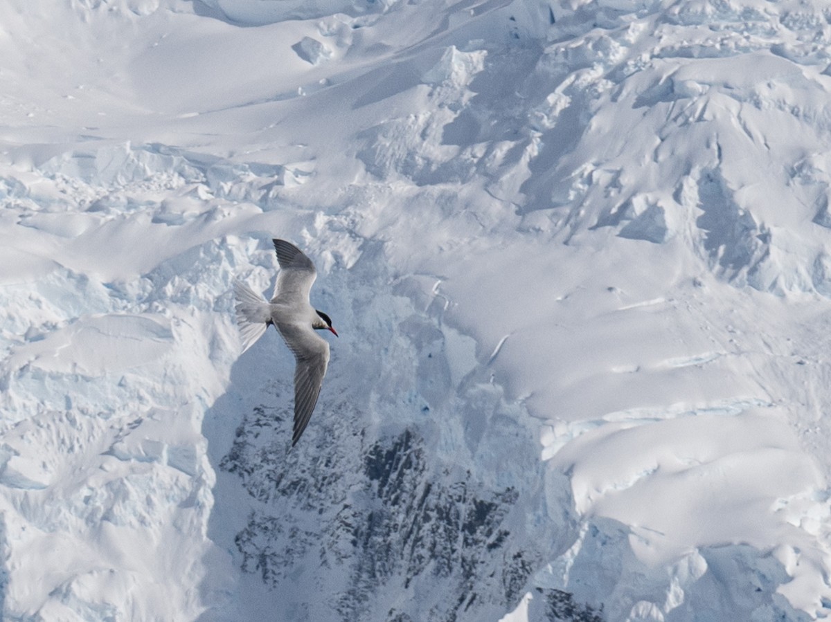 Antarctic Tern - ML652762433