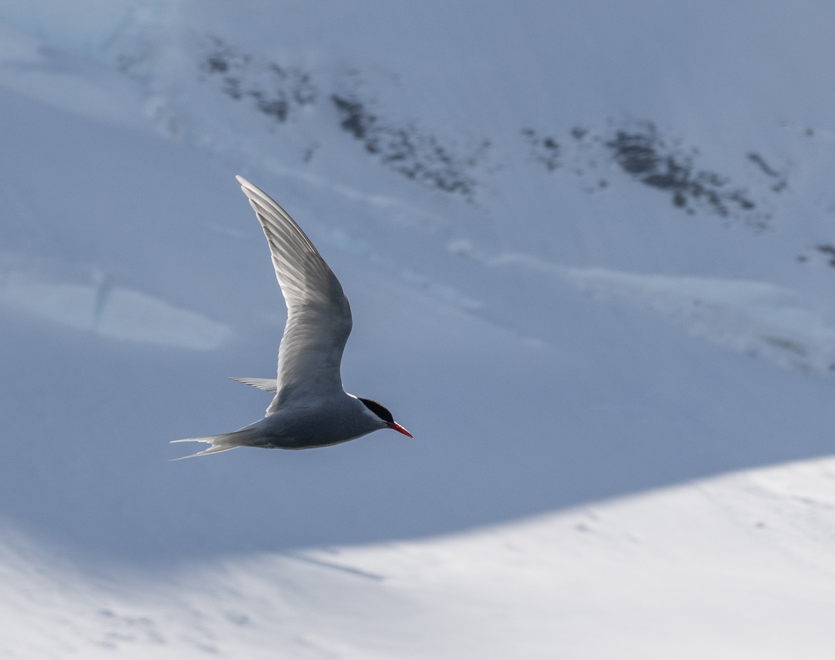 Antarctic Tern - ML652762434