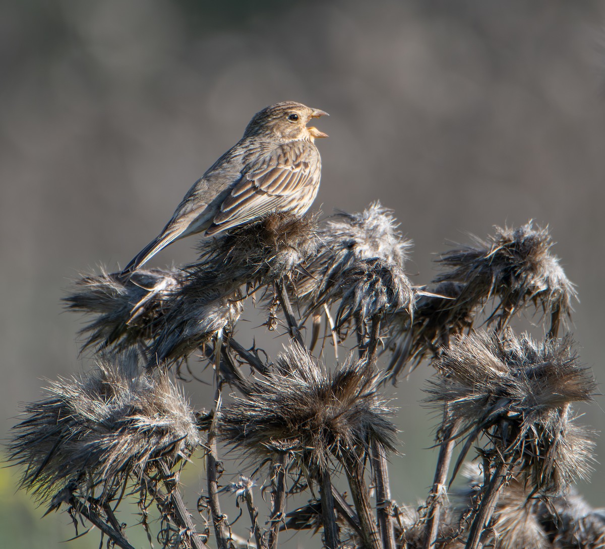 Bruant proyer - ML652762444