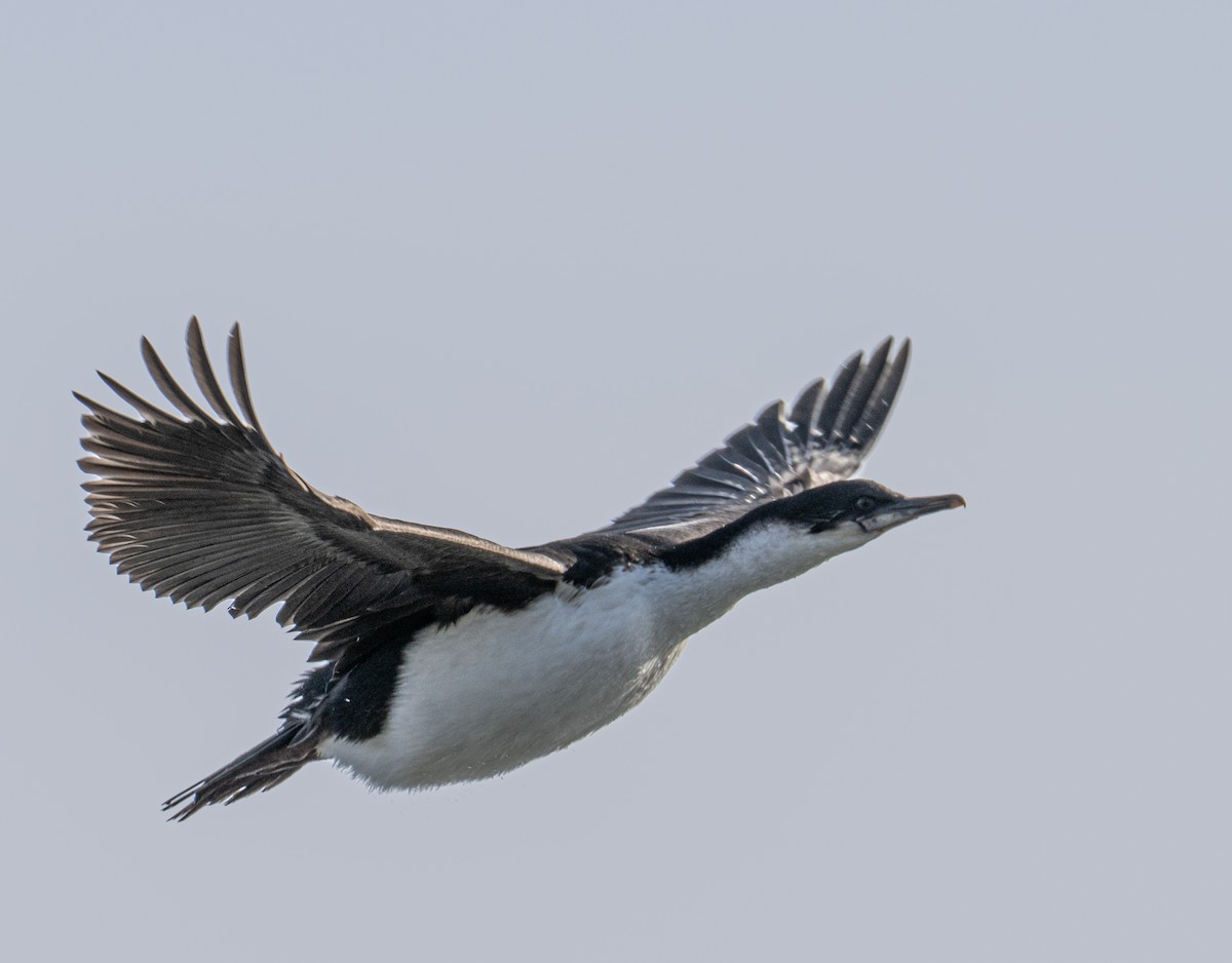 Imperial Cormorant - ML652762449