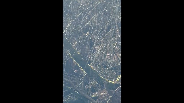 Hibou moyen-duc - ML652762585