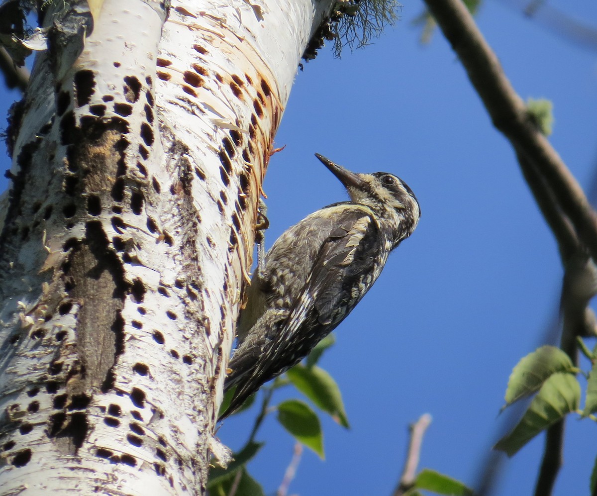 Yellow-bellied Sapsucker - ML65276261