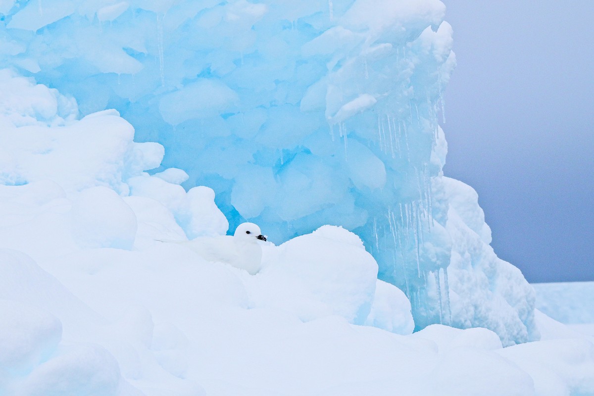 Petrel zuria - ML652762740