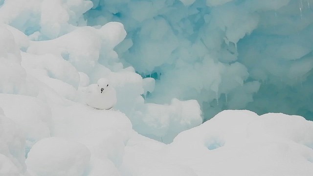 Pétrel des neiges - ML652762821