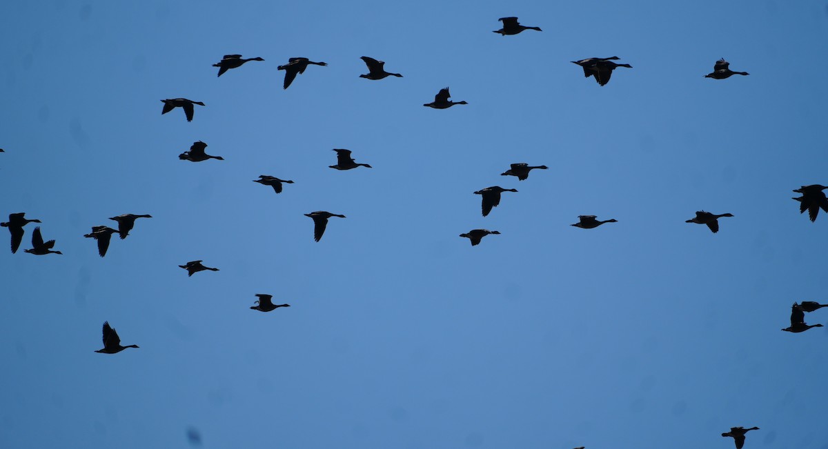 Канад галуу - ML652763065