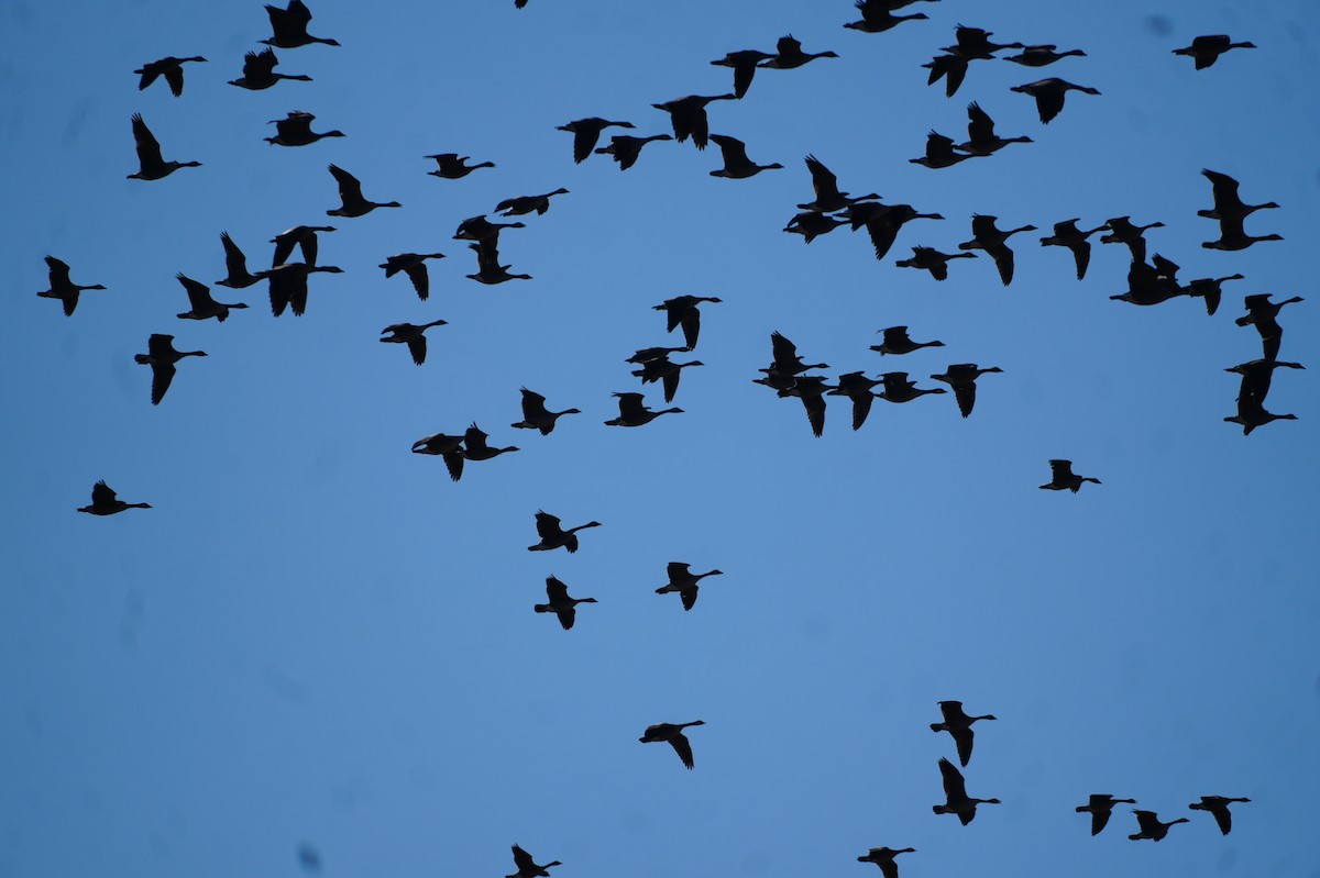 Канад галуу - ML652763066