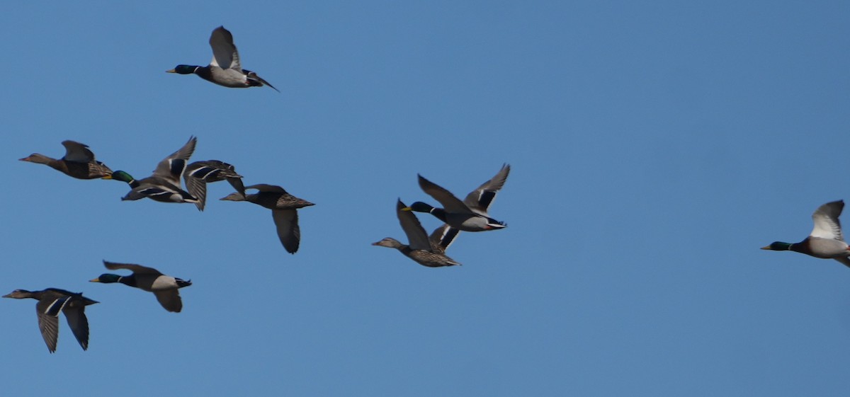 Зэрлэг нугас - ML652763075