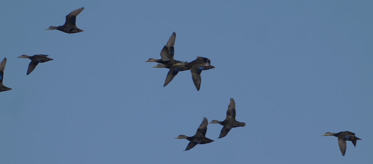 American Black Duck - ML652763089