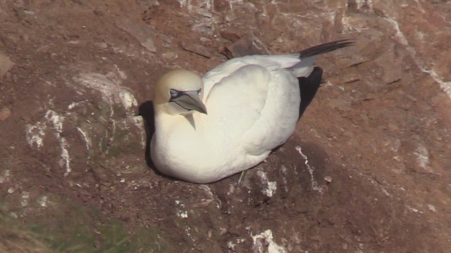 Fou de Bassan - ML652763090