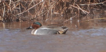 Ногоохон нугас - ML652763094