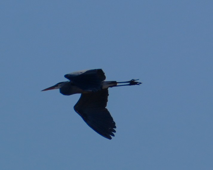 Great Blue Heron - ML652763123