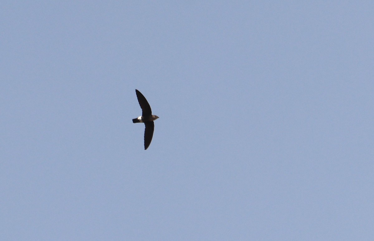 Mottled Spinetail - ML652763232