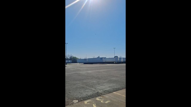 Hirondelle à ailes hérissées - ML652763266