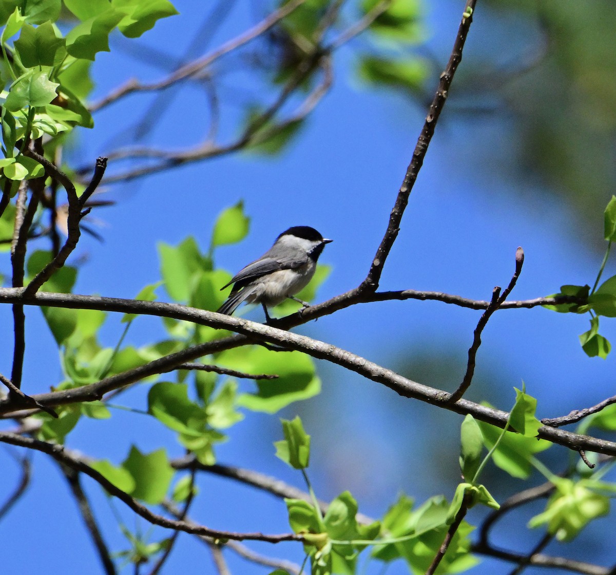 Karolina Baştankarası - ML652763279