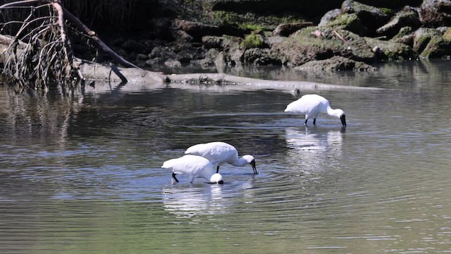 Spatule royale - ML652763287