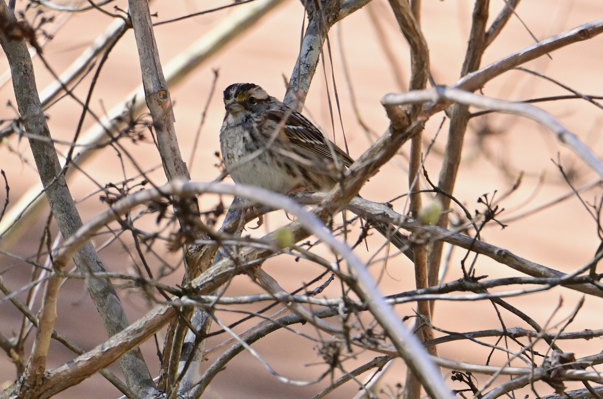 Ak Boğazlı Serçe - ML652763288